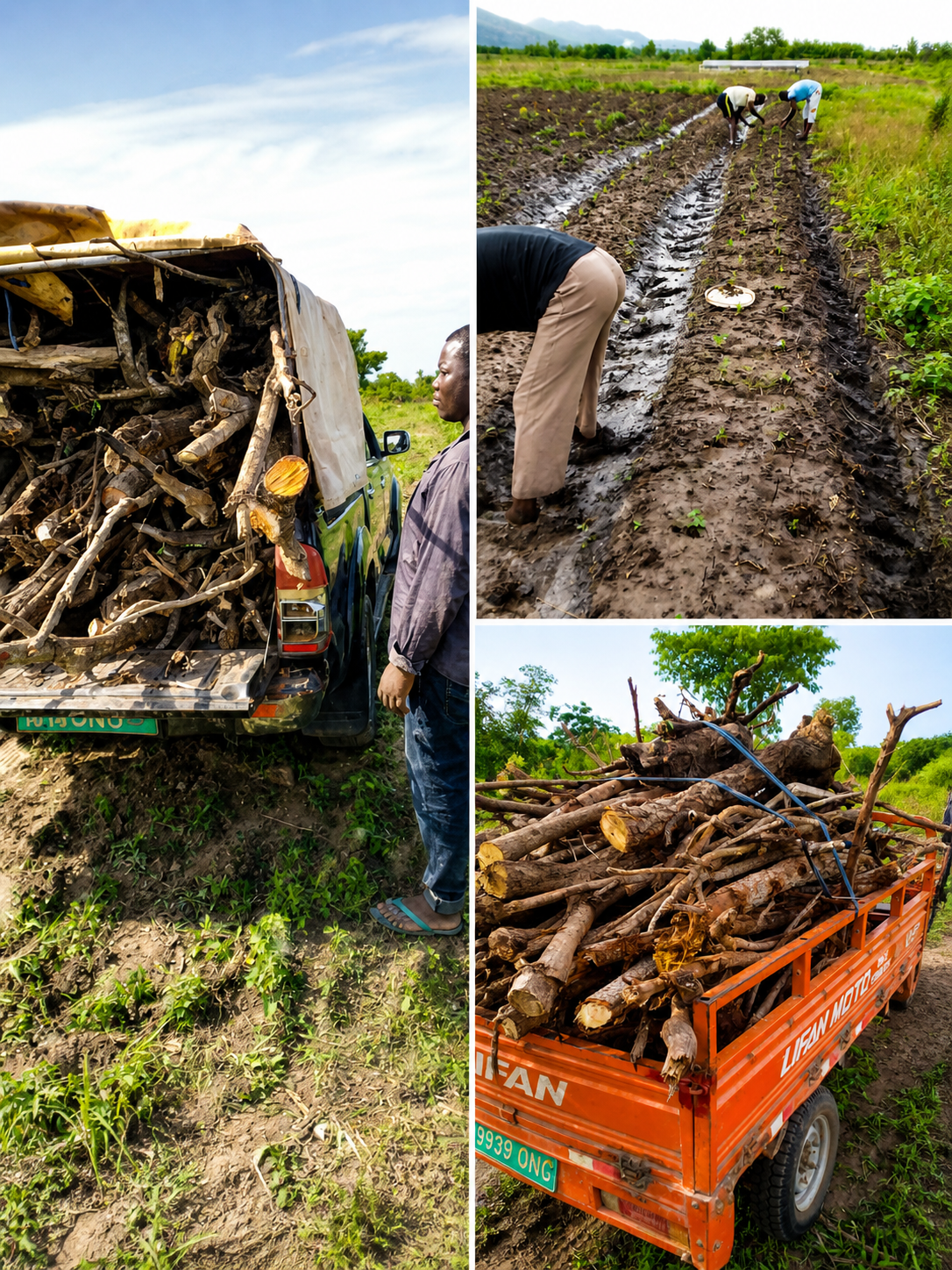Current activities at the farm of the Saint Camille de Lellis Association – Gbédavo site
