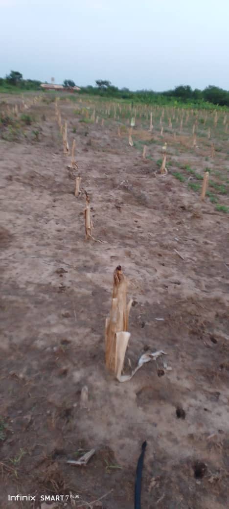 From fields to processing: immersion in farm activities