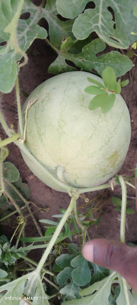 From fields to processing: immersion in farm activities
