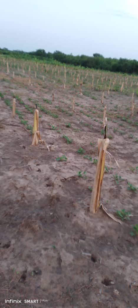 From fields to processing: immersion in farm activities