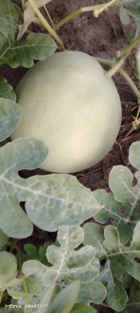 From fields to processing: immersion in farm activities